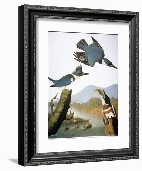 Audubon: Kingfisher, 1827-John James Audubon-Framed Giclee Print