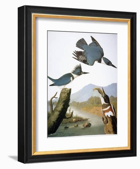 Audubon: Kingfisher, 1827-John James Audubon-Framed Giclee Print