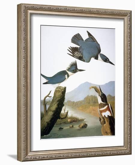 Audubon: Kingfisher, 1827-John James Audubon-Framed Giclee Print