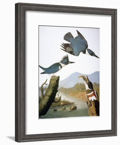 Audubon: Kingfisher, 1827-John James Audubon-Framed Giclee Print