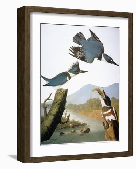 Audubon: Kingfisher, 1827-John James Audubon-Framed Giclee Print