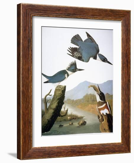 Audubon: Kingfisher, 1827-John James Audubon-Framed Giclee Print