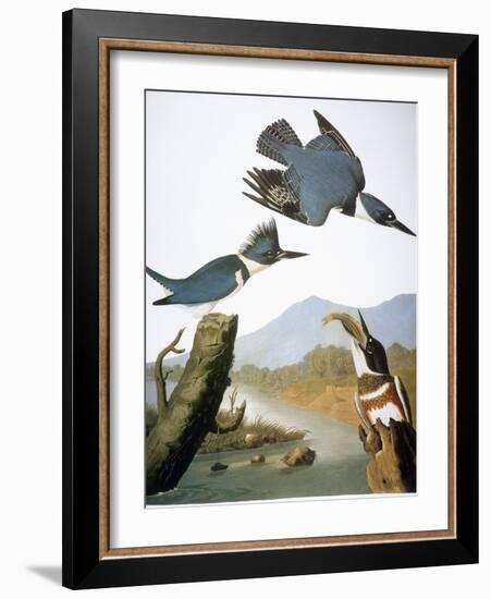 Audubon: Kingfisher, 1827-John James Audubon-Framed Giclee Print