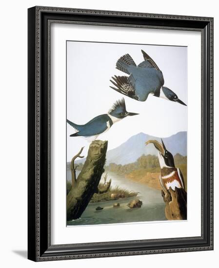 Audubon: Kingfisher, 1827-John James Audubon-Framed Giclee Print