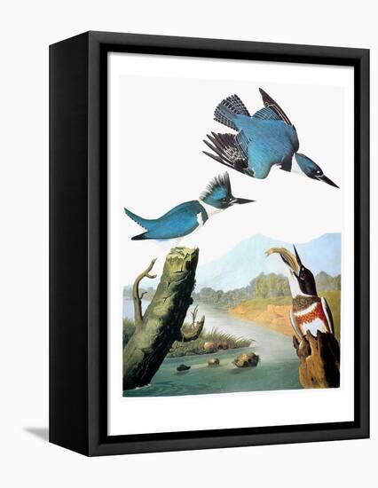 Audubon: Kingfisher-John James Audubon-Framed Premier Image Canvas