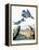 Audubon: Kingfisher-John James Audubon-Framed Premier Image Canvas