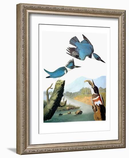 Audubon: Kingfisher-John James Audubon-Framed Giclee Print