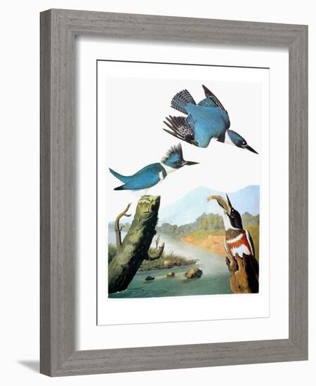 Audubon: Kingfisher-John James Audubon-Framed Giclee Print