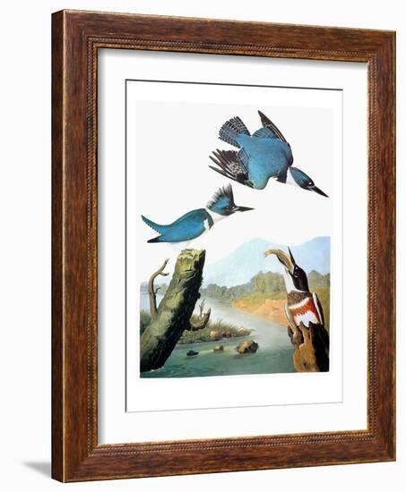 Audubon: Kingfisher-John James Audubon-Framed Giclee Print