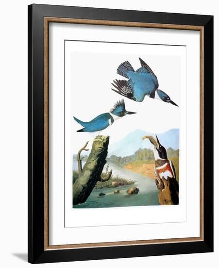 Audubon: Kingfisher-John James Audubon-Framed Giclee Print