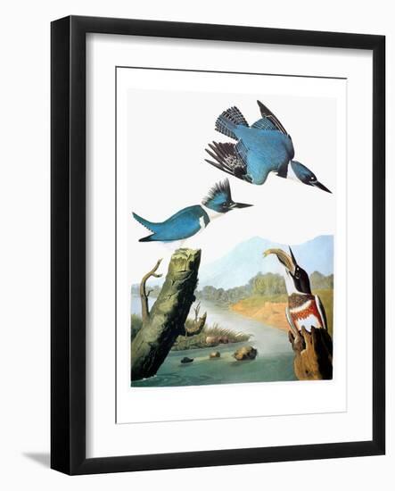 Audubon: Kingfisher-John James Audubon-Framed Giclee Print