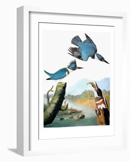 Audubon: Kingfisher-John James Audubon-Framed Giclee Print