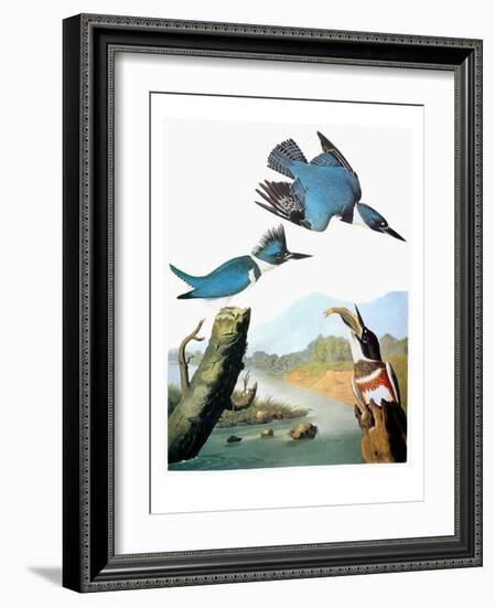 Audubon: Kingfisher-John James Audubon-Framed Giclee Print