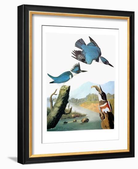 Audubon: Kingfisher-John James Audubon-Framed Giclee Print