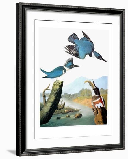 Audubon: Kingfisher-John James Audubon-Framed Giclee Print