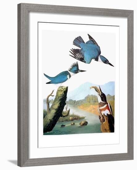 Audubon: Kingfisher-John James Audubon-Framed Giclee Print