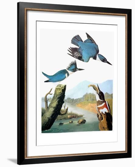 Audubon: Kingfisher-John James Audubon-Framed Giclee Print