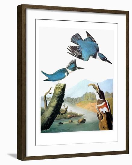 Audubon: Kingfisher-John James Audubon-Framed Giclee Print