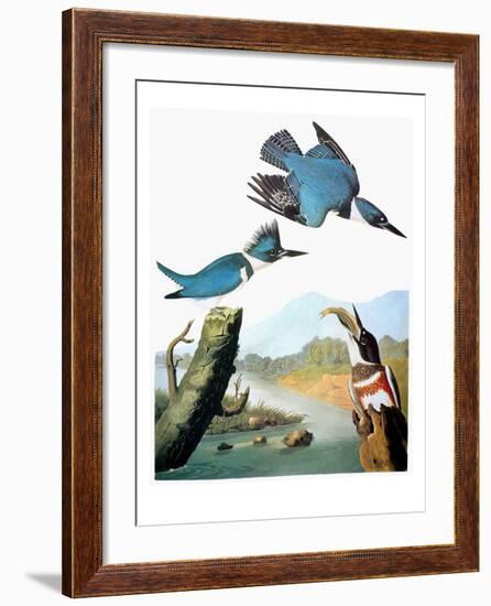 Audubon: Kingfisher-John James Audubon-Framed Giclee Print