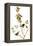 Audubon: Kinglet, 1827-John James Audubon-Framed Premier Image Canvas