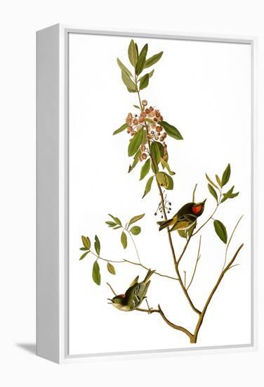 Audubon: Kinglet, 1827-John James Audubon-Framed Premier Image Canvas