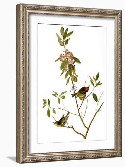 Audubon: Kinglet, 1827-John James Audubon-Framed Giclee Print