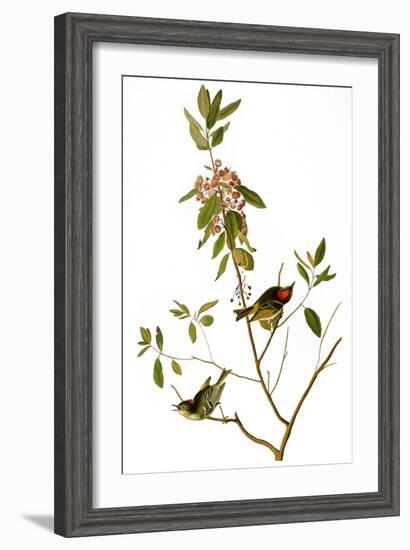 Audubon: Kinglet, 1827-John James Audubon-Framed Giclee Print