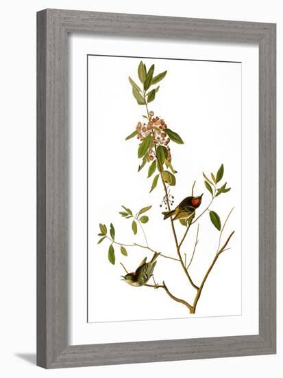 Audubon: Kinglet, 1827-John James Audubon-Framed Giclee Print