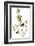 Audubon: Kinglet, 1827-John James Audubon-Framed Giclee Print