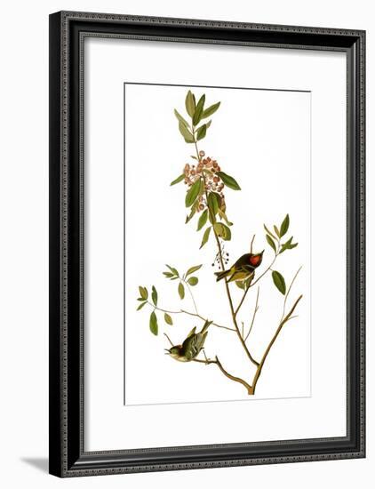 Audubon: Kinglet, 1827-John James Audubon-Framed Giclee Print