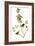 Audubon: Kinglet, 1827-John James Audubon-Framed Giclee Print