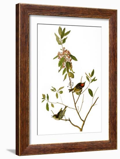 Audubon: Kinglet, 1827-John James Audubon-Framed Giclee Print