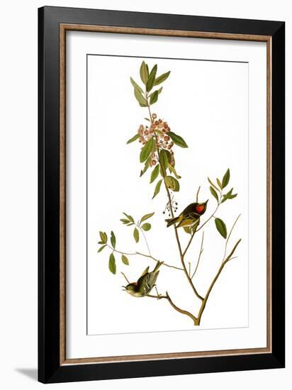 Audubon: Kinglet, 1827-John James Audubon-Framed Giclee Print