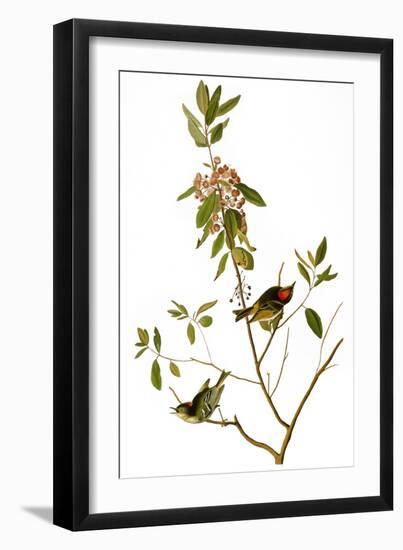 Audubon: Kinglet, 1827-John James Audubon-Framed Giclee Print