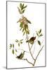 Audubon: Kinglet, 1827-John James Audubon-Mounted Giclee Print