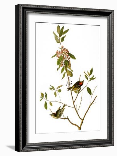 Audubon: Kinglet, 1827-John James Audubon-Framed Giclee Print