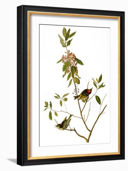 Audubon: Kinglet, 1827-John James Audubon-Framed Giclee Print