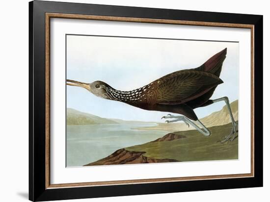 Audubon: Limpkin-John James Audubon-Framed Giclee Print