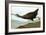 Audubon: Limpkin-John James Audubon-Framed Giclee Print