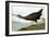 Audubon: Limpkin-John James Audubon-Framed Giclee Print