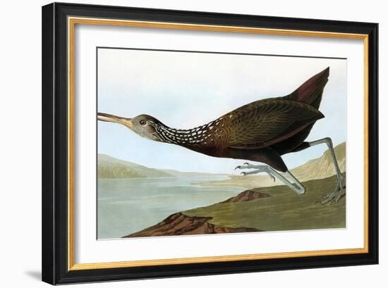 Audubon: Limpkin-John James Audubon-Framed Giclee Print