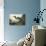 Audubon: Little Blue Heron-John James Audubon-Giclee Print displayed on a wall