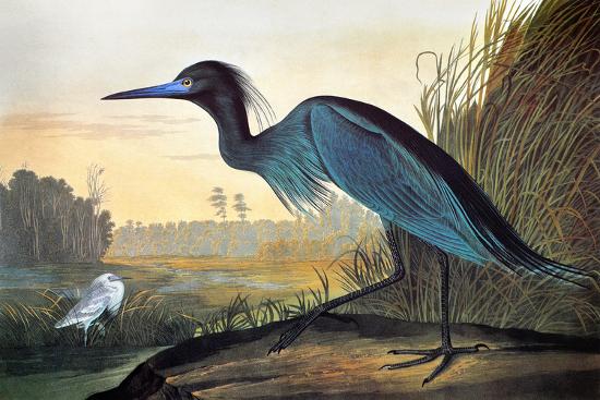 Audubon Little Blue Heron Giclee Print John James Audubon