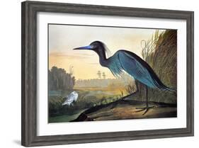Audubon: Little Blue Heron-John James Audubon-Framed Giclee Print