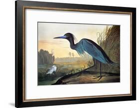 Audubon: Little Blue Heron-John James Audubon-Framed Giclee Print