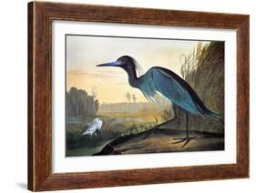 Audubon: Little Blue Heron-John James Audubon-Framed Giclee Print