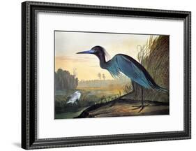 Audubon: Little Blue Heron-John James Audubon-Framed Giclee Print