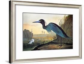 Audubon: Little Blue Heron-John James Audubon-Framed Giclee Print