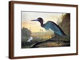 Audubon: Little Blue Heron-John James Audubon-Framed Giclee Print