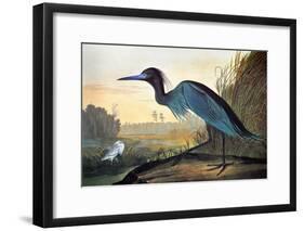 Audubon: Little Blue Heron-John James Audubon-Framed Giclee Print